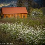 flower farms in oregon | Oregon Coastal Flowers LLC flower farms in oregon