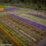 springtime on the oregon coast | Oregon Coastal Flowers LLC springtime on the oregon coast