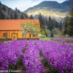 outdoor wedding venues in oregon | Oregon Coastal Flowers LLC outdoor wedding venues in oregon