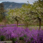 lunaria dried flowers | Oregon Coastal Flowers LLC lunaria dried flowers