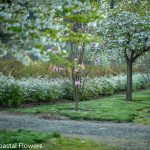 Spirea, Hellabores, & other Easter Specialty Branches | Oregon Coastal Flowers LLC Spirea specialty cut flowers