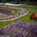flower farms on the oregon coast | Oregon Coastal Flowers LLC flower farms on the oregon coast