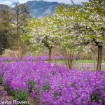 lunaria cherry | Oregon Coastal Flowers LLC lunaria cherry