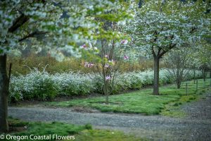 Spirea, Hellabores, & other Easter Specialty Branches | Oregon Coastal Flowers LLC Spirea specialty cut flowers