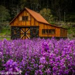 oregon coast wedding venues | Oregon Coastal Flowers LLC oregon coast wedding venues