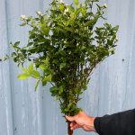 mock orange | Oregon Coastal Flowers LLC mock orange