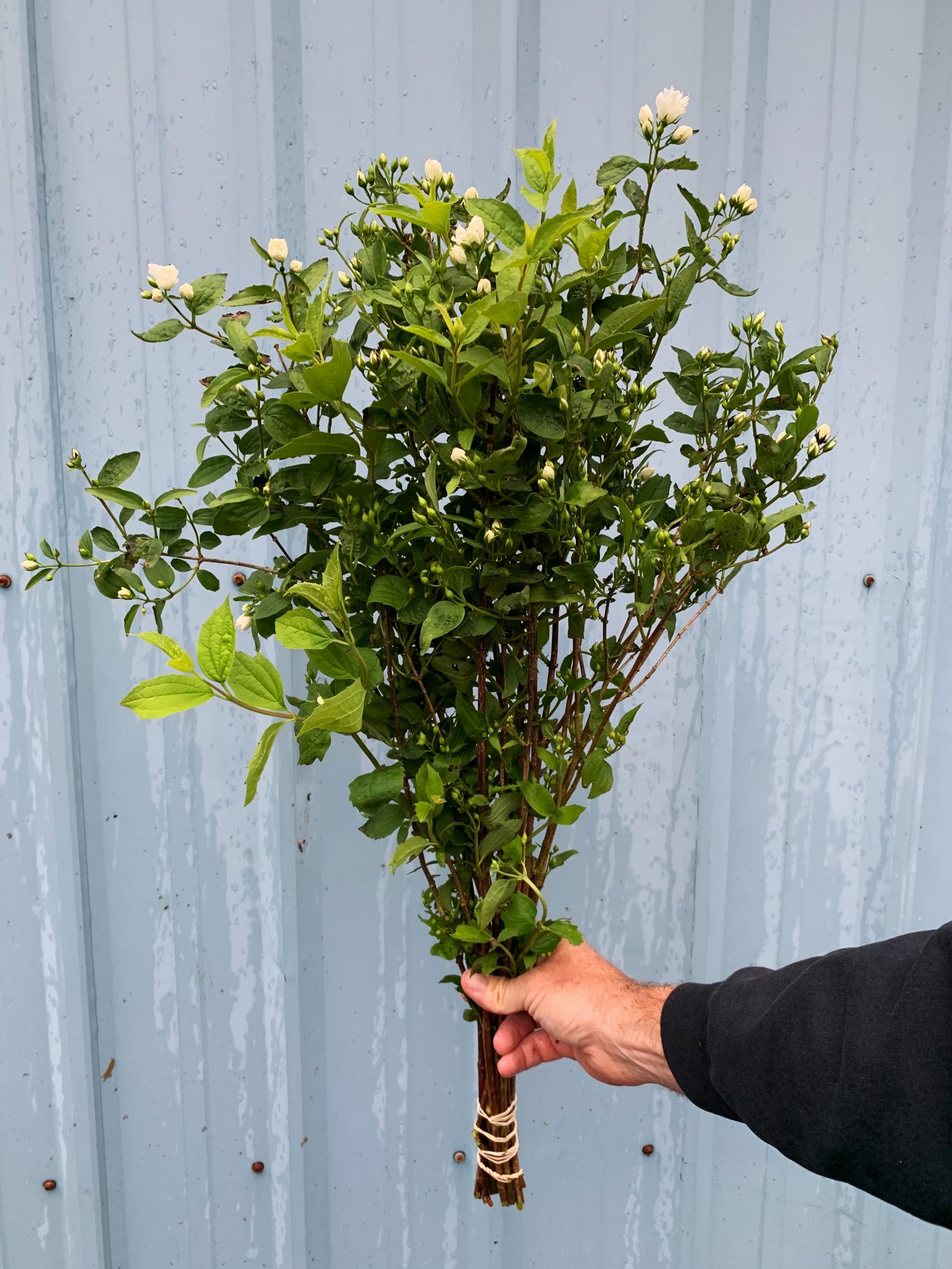Mock Orange fragrant white cut flowers