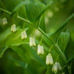 Solomon's Seal Specialty Cut Flower | Oregon Coastal Flowers LLC Solomon's Seal Specialty Cut Flower