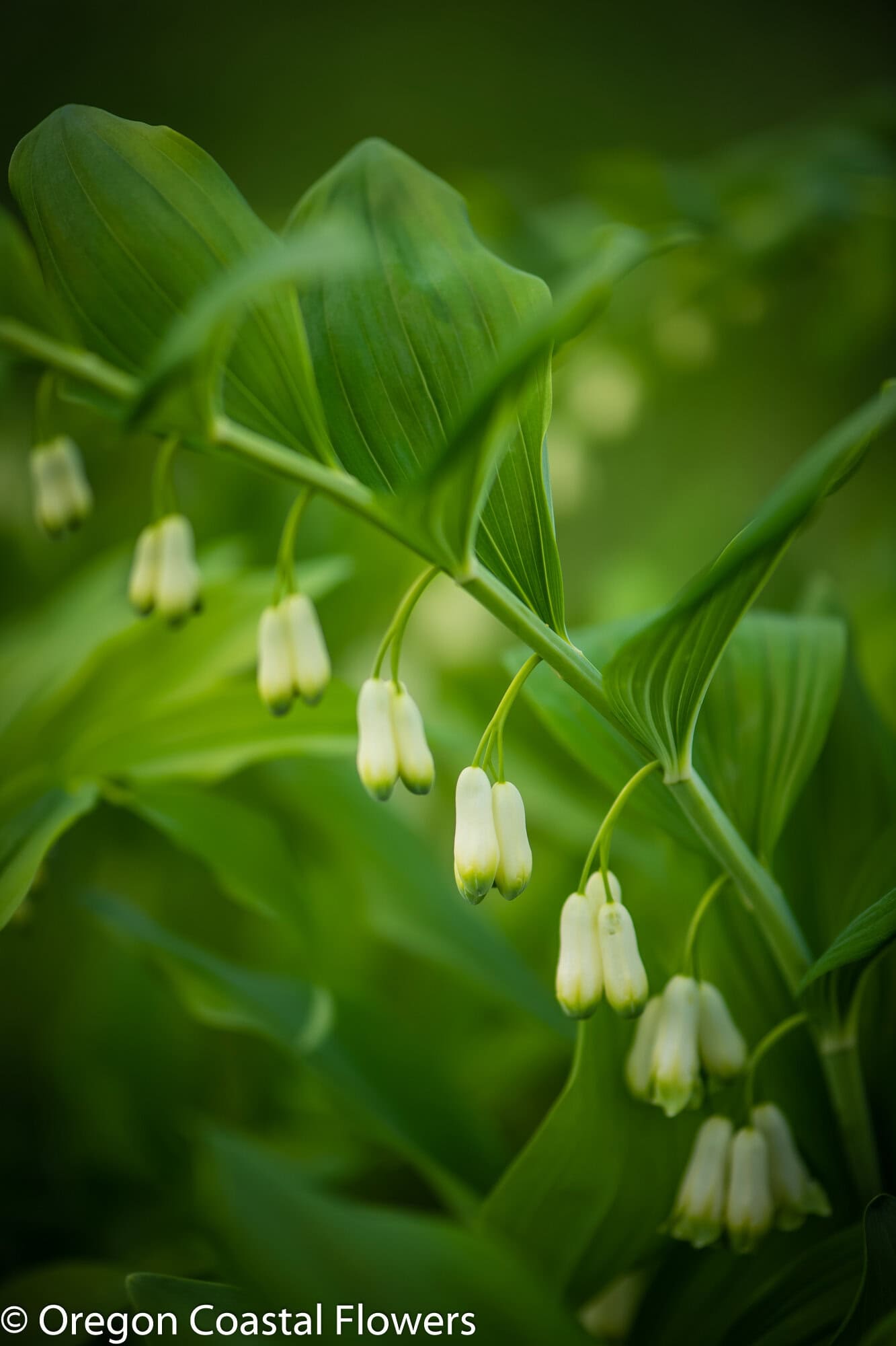 4.30.20 Solomon’s Seal Specialty Cut Flower