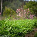 oregon coastal flowers | Oregon Coastal Flowers LLC oregon coastal flowers