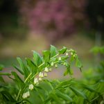 oregon coastal flowers | Oregon Coastal Flowers LLC oregon coastal flowers