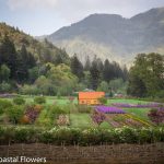 specialty flower farms in oregon | Oregon Coastal Flowers LLC specialty flower farms in oregon