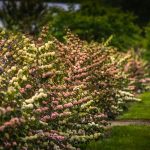 pink snowball viburnum | Oregon Coastal Flowers LLC
