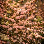 pink snowball viburnum | Oregon Coastal Flowers LLC pink snowball viburnum