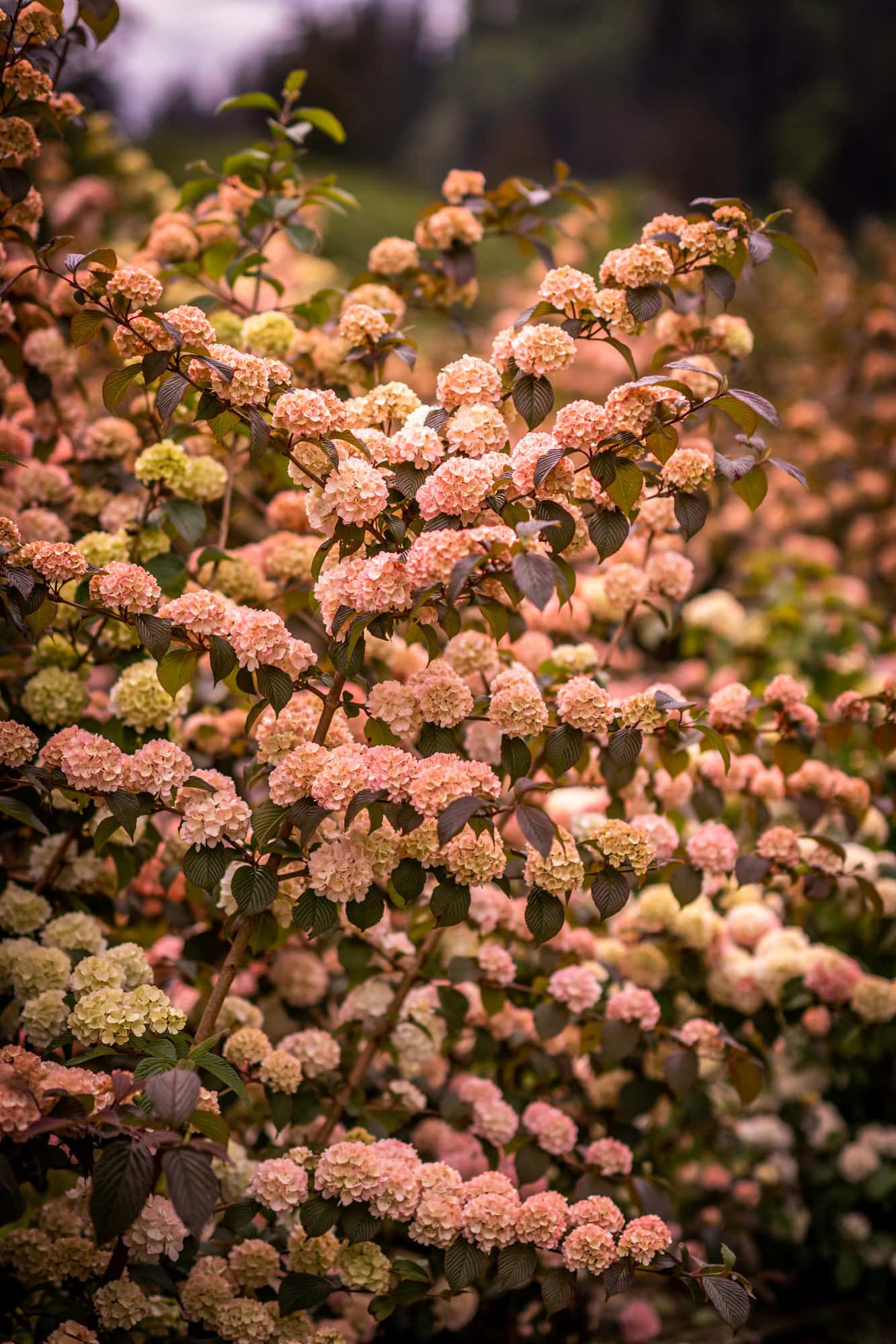 4.23.20 Pink Snowball Viburnum