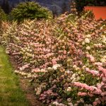 pink snowball viburnum | Oregon Coastal Flowers LLC pink snowball viburnum