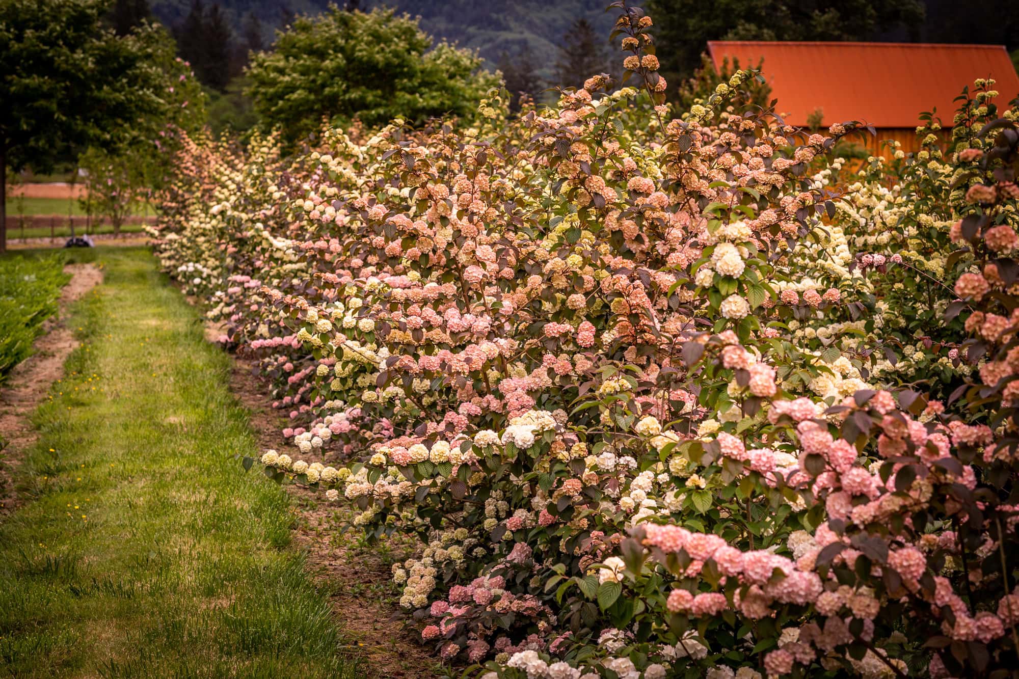 Green and pink snowball viburnum specialty cut flowers — Oregon Coastal Flowers