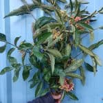 viburnum | Oregon Coastal Flowers LLC viburnum