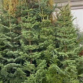 christmas tree on the oregon coast | Oregon Coastal Flowers LLC christmas tree on the oregon coast