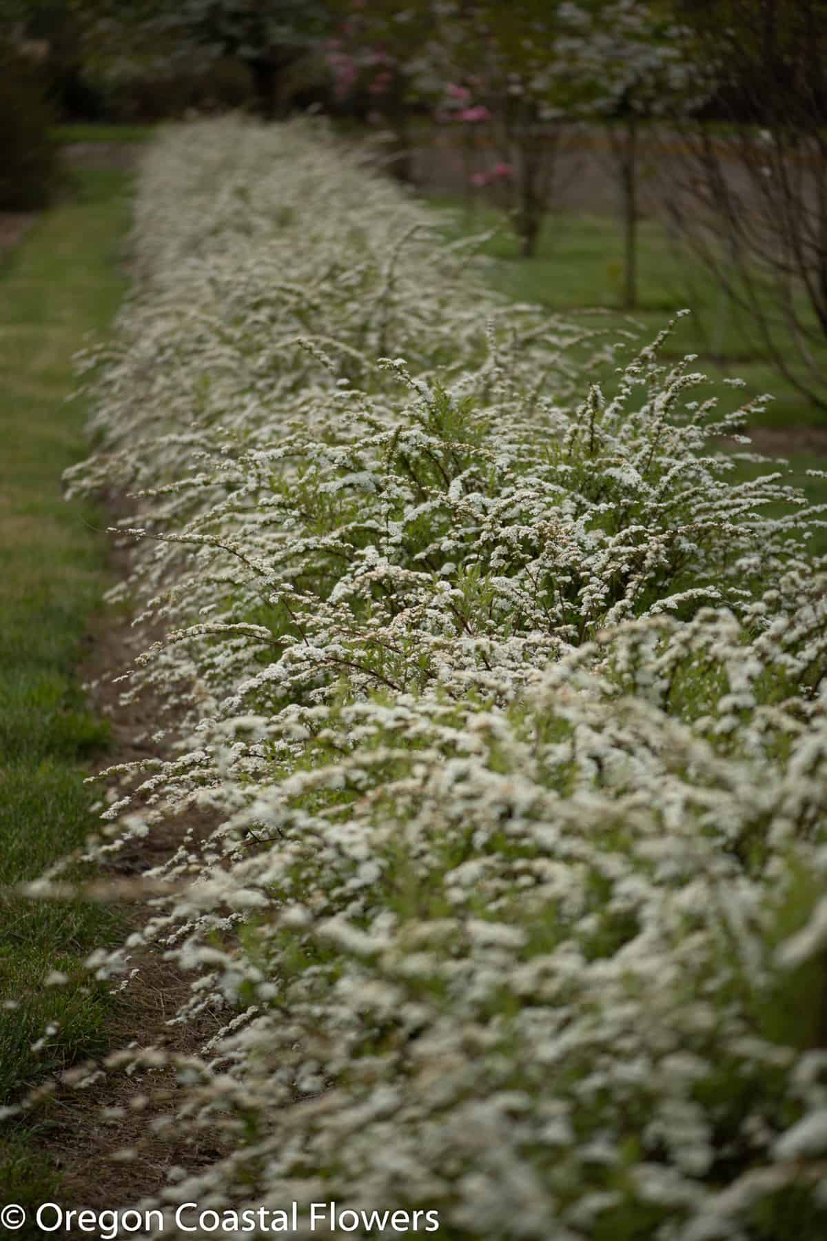 3.21.21 Spirea Specialty Cut Flowers