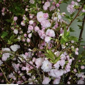Double pink cherry just starting to open