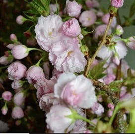 3.01.21 Wholesale Pink Cherry Branches Wedding Flowers