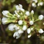 white cherry flowering branches | Oregon Coastal Flowers LLC white cherry flowering branches