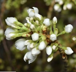1.04.21 Flowering Branches Preview 2021