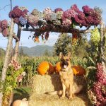organic wedding arches | Oregon Coastal Flowers LLC organic wedding arches