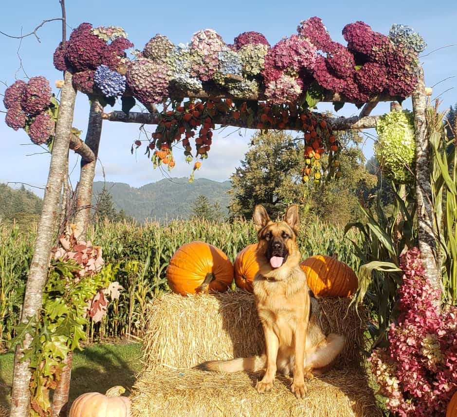 Kilchis River Pumpkin Patch & Corn Maze 2022 opening Oct. 1st.