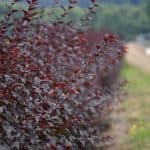 diablo and autumn ninebark cut foliage | Oregon Coastal Flowers LLC diablo and autumn ninebark cut foliage