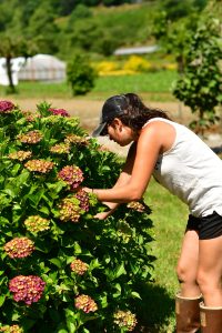 pistachio tri color | Oregon Coastal Flowers LLC Pistachio Hydrangea Green & Red