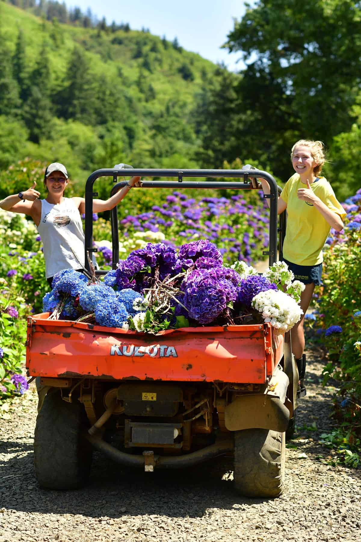 8.24.22 Wholesale Purple Hydrangea Flowers