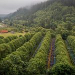 Hydrangea Ranch wedding venue | Oregon Coastal Flowers LLC Hydrangea Ranch wedding venue