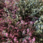 pink, green, and white snowberries | Oregon Coastal Flowers LLC pink, green, and white snowberries