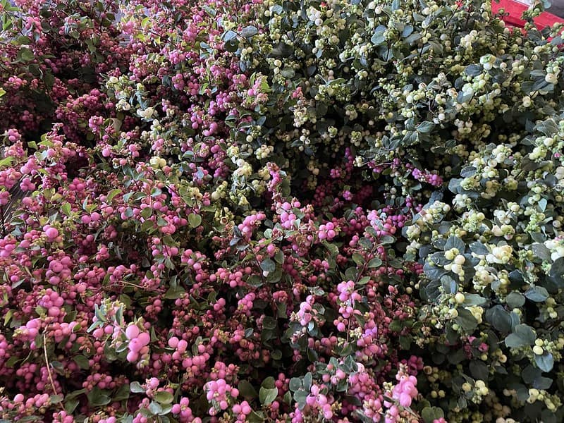 9.04.21 Pink, Green, & White Snowberry Specialty Cut Flowers