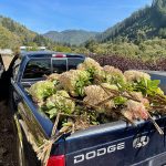 antique limelight hydrangeas | Oregon Coastal Flowers LLC antique limelight hydrangeas