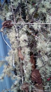 mossy branches specialty branches | Oregon Coastal Flowers LLC Mossy Branches Forest Moss
