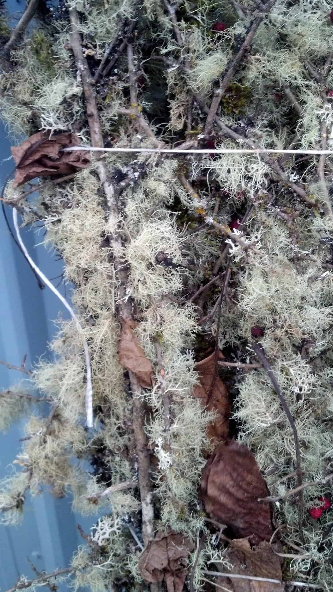 Mossy branches