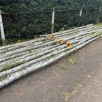 birch and alder poles