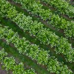 snowball and viburnum flowers | Oregon Coastal Flowers LLC snowball and viburnum flowers