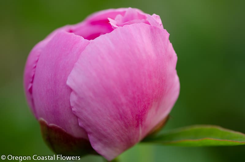 5.16.21 Wholesale Peony Flowers shipped nationwide.