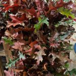 red oak branches | Oregon Coastal Flowers LLC red oak branches
