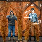 forsythia measurement | Oregon Coastal Flowers LLC Extra Wild Forsythia Chinese New Year