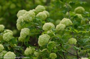 | Oregon Coastal Flowers LLC