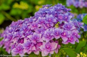 9.30.22 Burgundy Antique Hydrangea | Oregon Coastal Flowers LLC