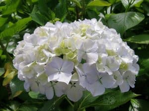 9.06.22 Pee Gee Hydrangeas | Oregon Coastal Flowers LLC