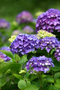 | Oregon Coastal Flowers LLC