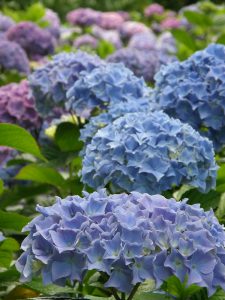 | Oregon Coastal Flowers LLC