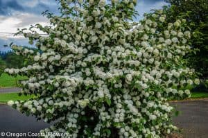 hop vines- | Oregon Coastal Flowers LLC Hop Vine Garlands 18′ Weddings